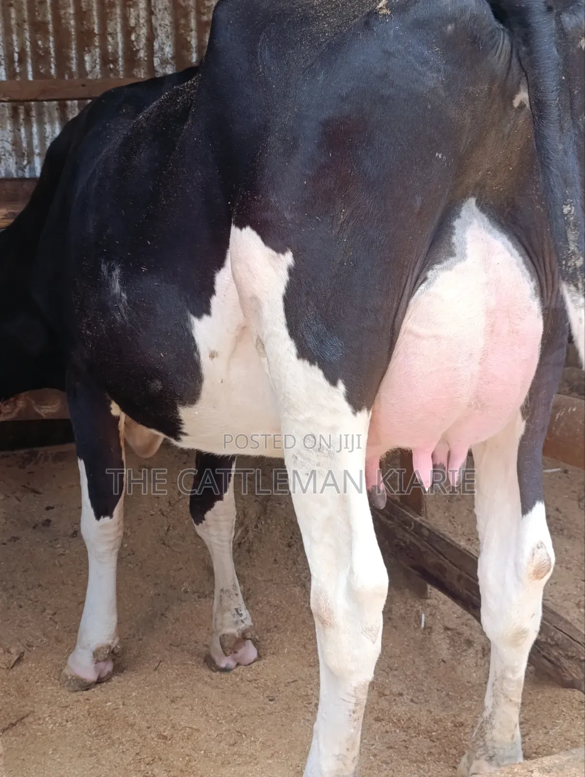 Friesian First Lactations