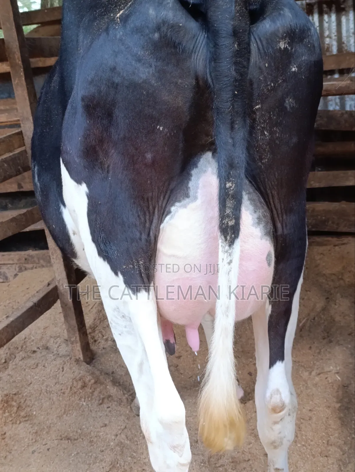 Friesian First Lactations