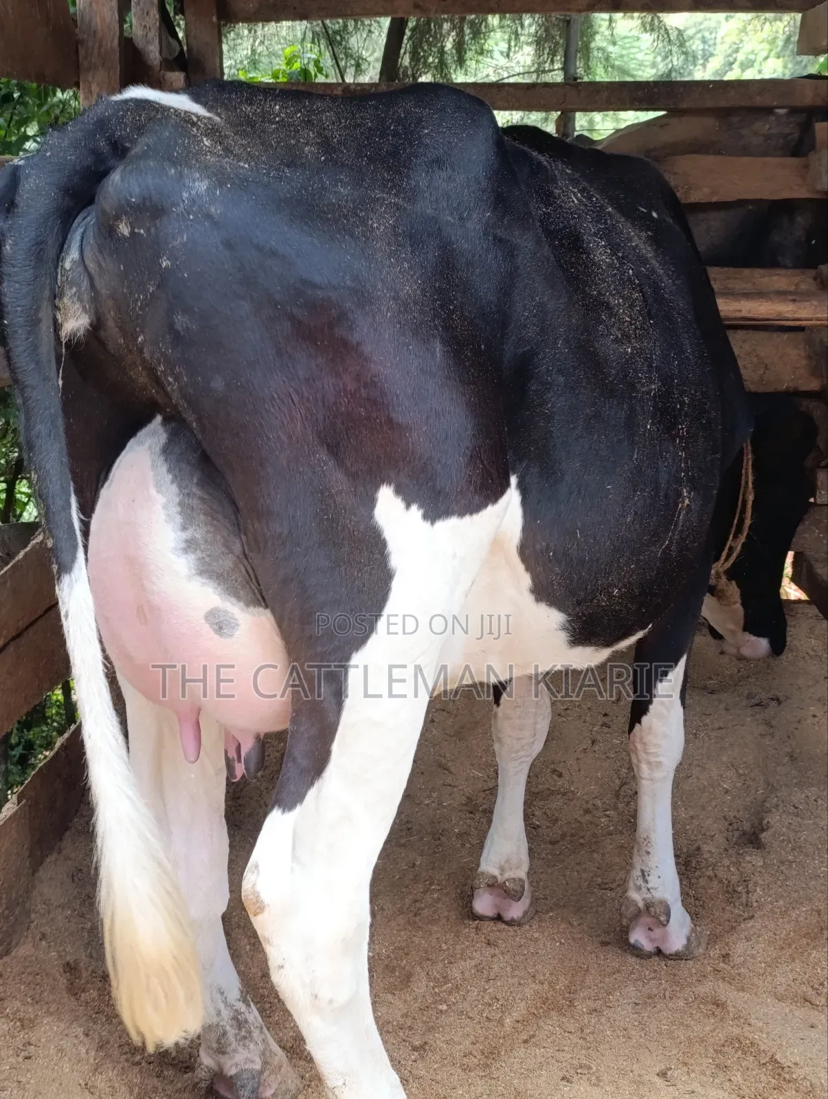 Friesian First Lactations