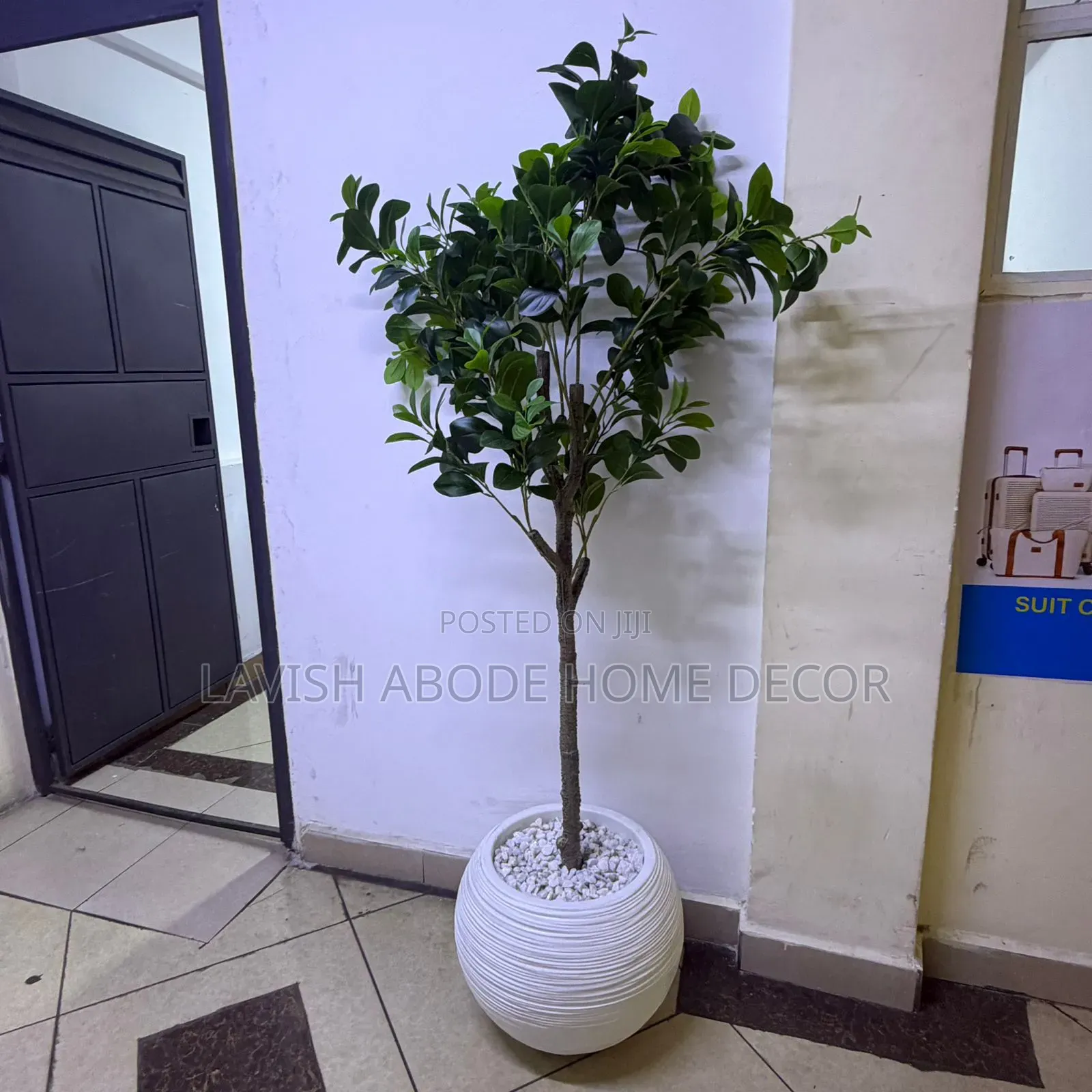 Artificial Fiddle Plant