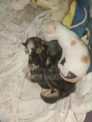 1-3 months Female Purebred Exotic - thumbnail 2