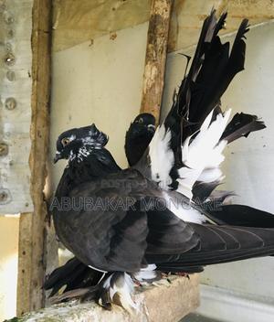 Fantail/Njiwa - thumbnail 2