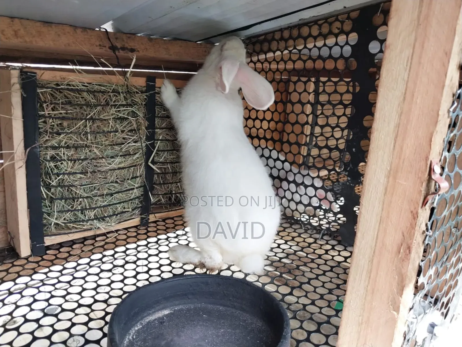 Rabbit Hutch And Cages Construction On Order - Collects Rabbit Urine