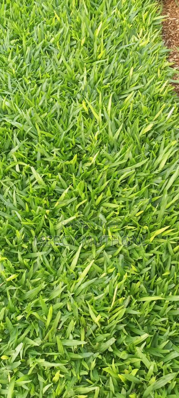 Pemba Grass on Wholesale - thumbnail 2