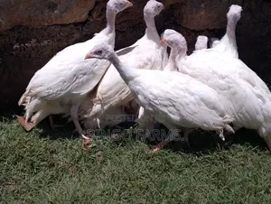 Guinea Fowl Keets