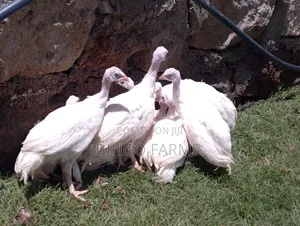 Guinea Fowl Keets