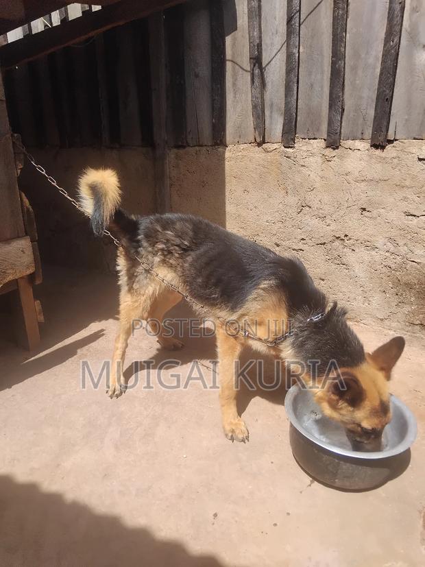 1+ year Male Mixed Breed German Shepherd - main view