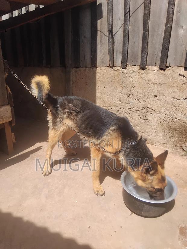 1+ year Male Mixed Breed German Shepherd - thumbnail 2