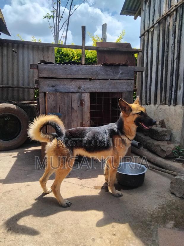 1+ year Male Mixed Breed German Shepherd - thumbnail 3