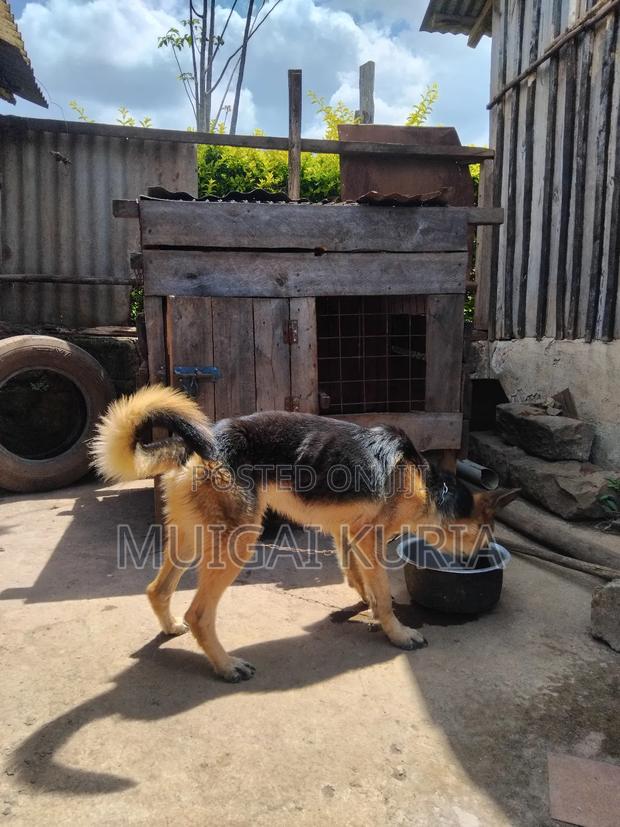1+ year Male Mixed Breed German Shepherd - thumbnail 4