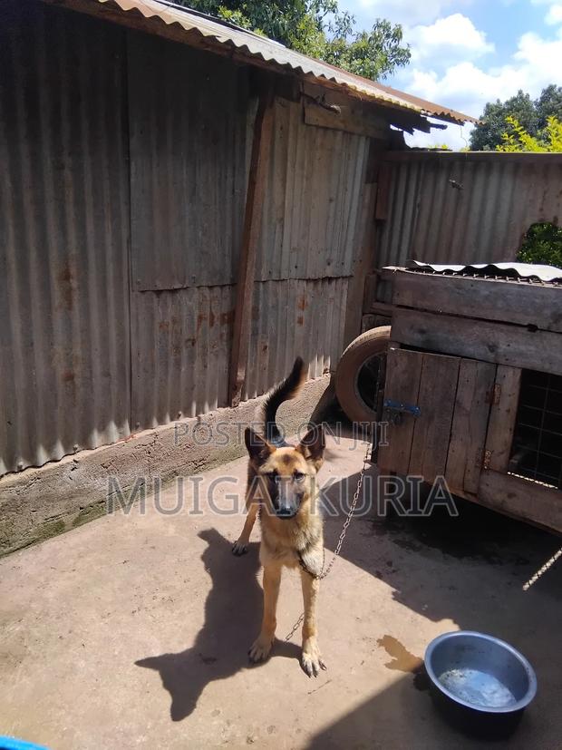 1+ year Male Mixed Breed German Shepherd - thumbnail 5