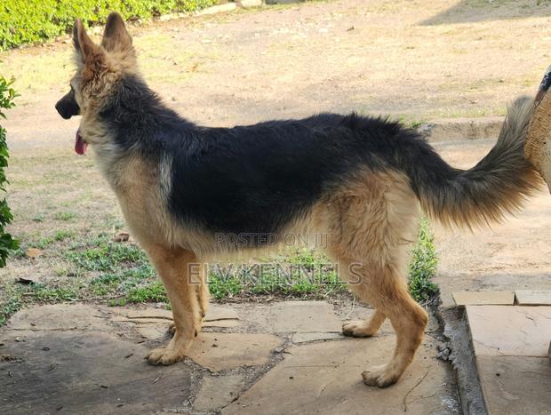 3-6 months Male Purebred German Shepherd - thumbnail 6