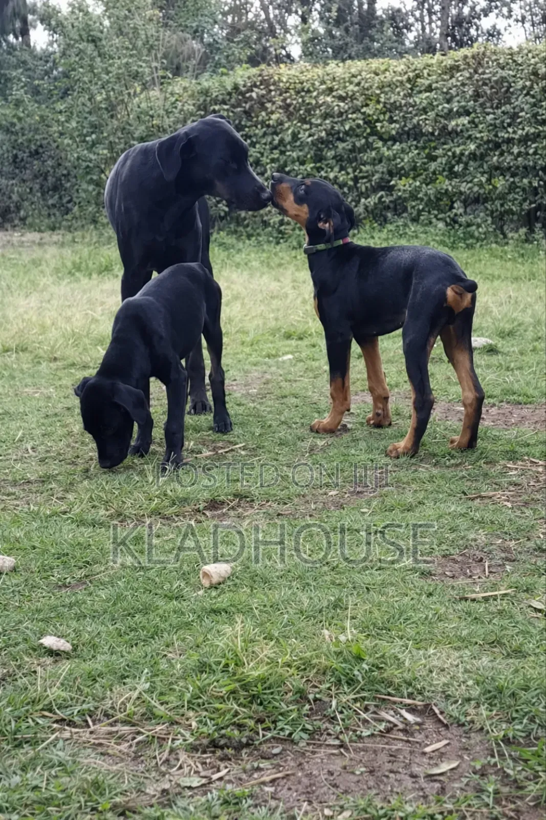 1-3 months Female Purebred Doberman Pinscher