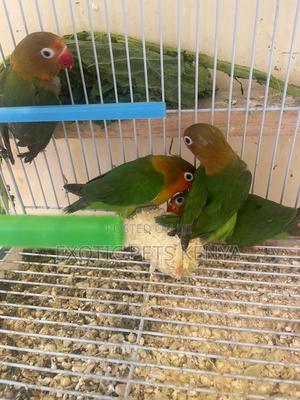 Lovebird Parrots - thumbnail 2
