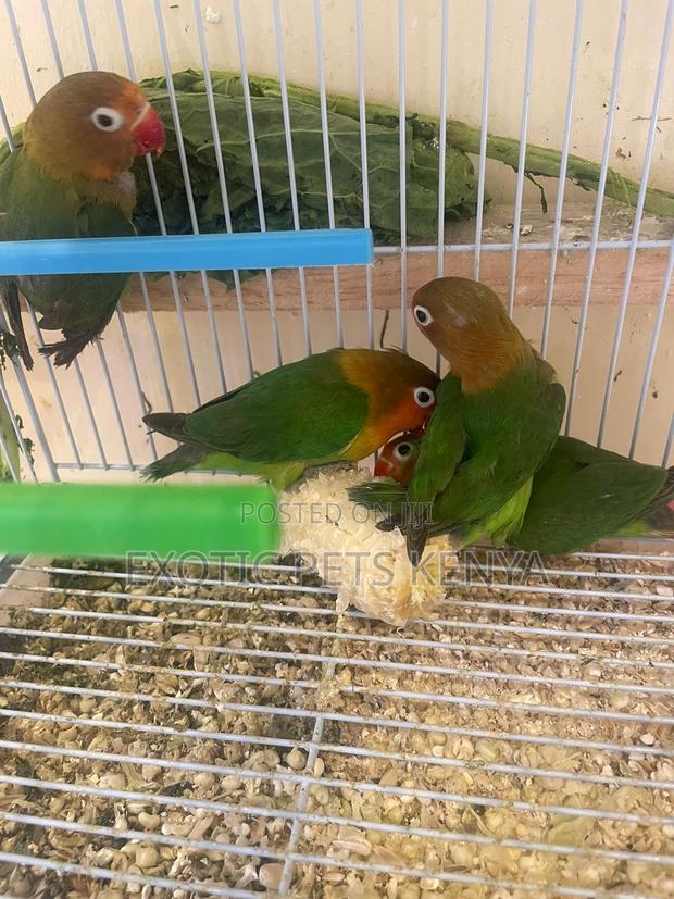 Lovebird Parrots - main view