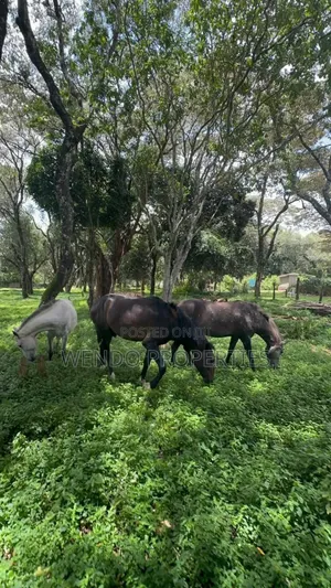 2bdrm Bungalow in Hardy for rent