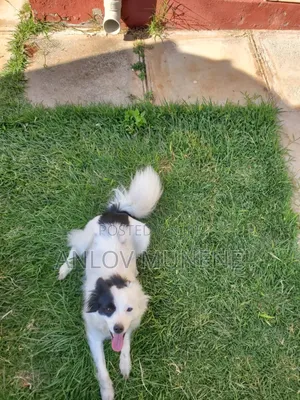 1+ year Male Mixed Breed Japanese Spitz