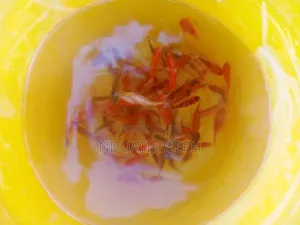 Ornamental Fish Available