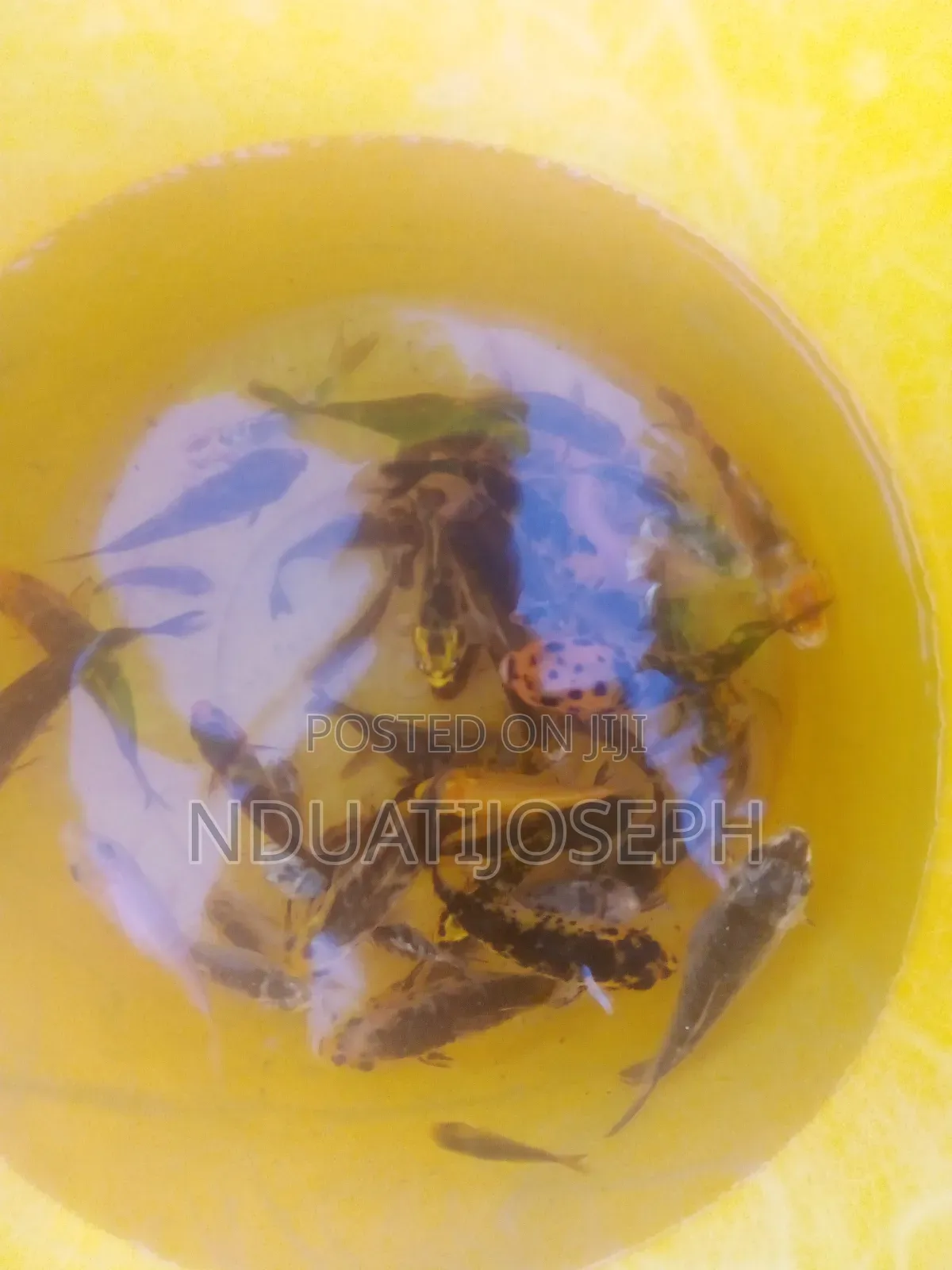 Ornamental Fish Available