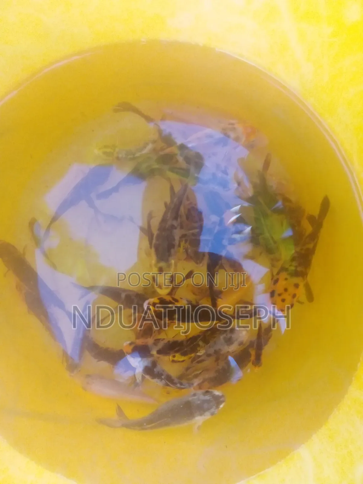 Ornamental Fish Available