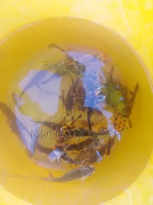 Ornamental Fish Available