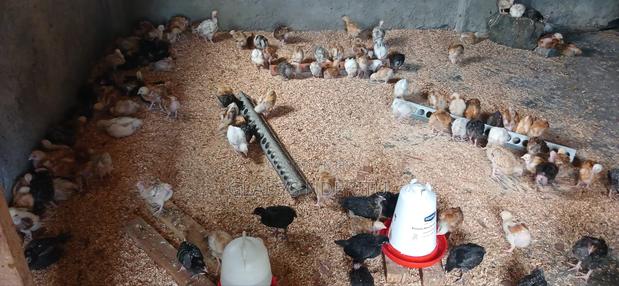 One Day Chick and One Month Old - thumbnail 7