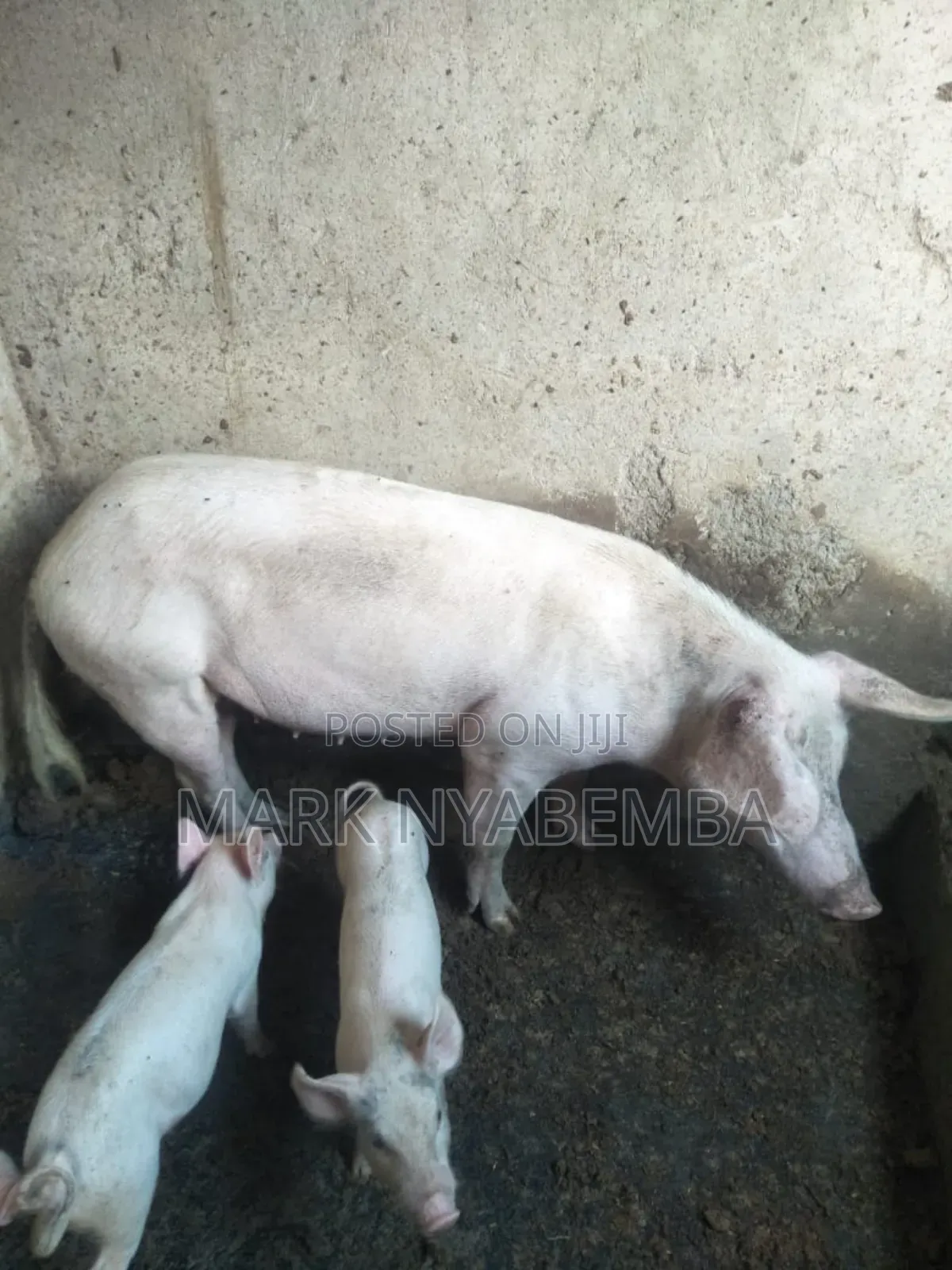 Pigs for Sale
