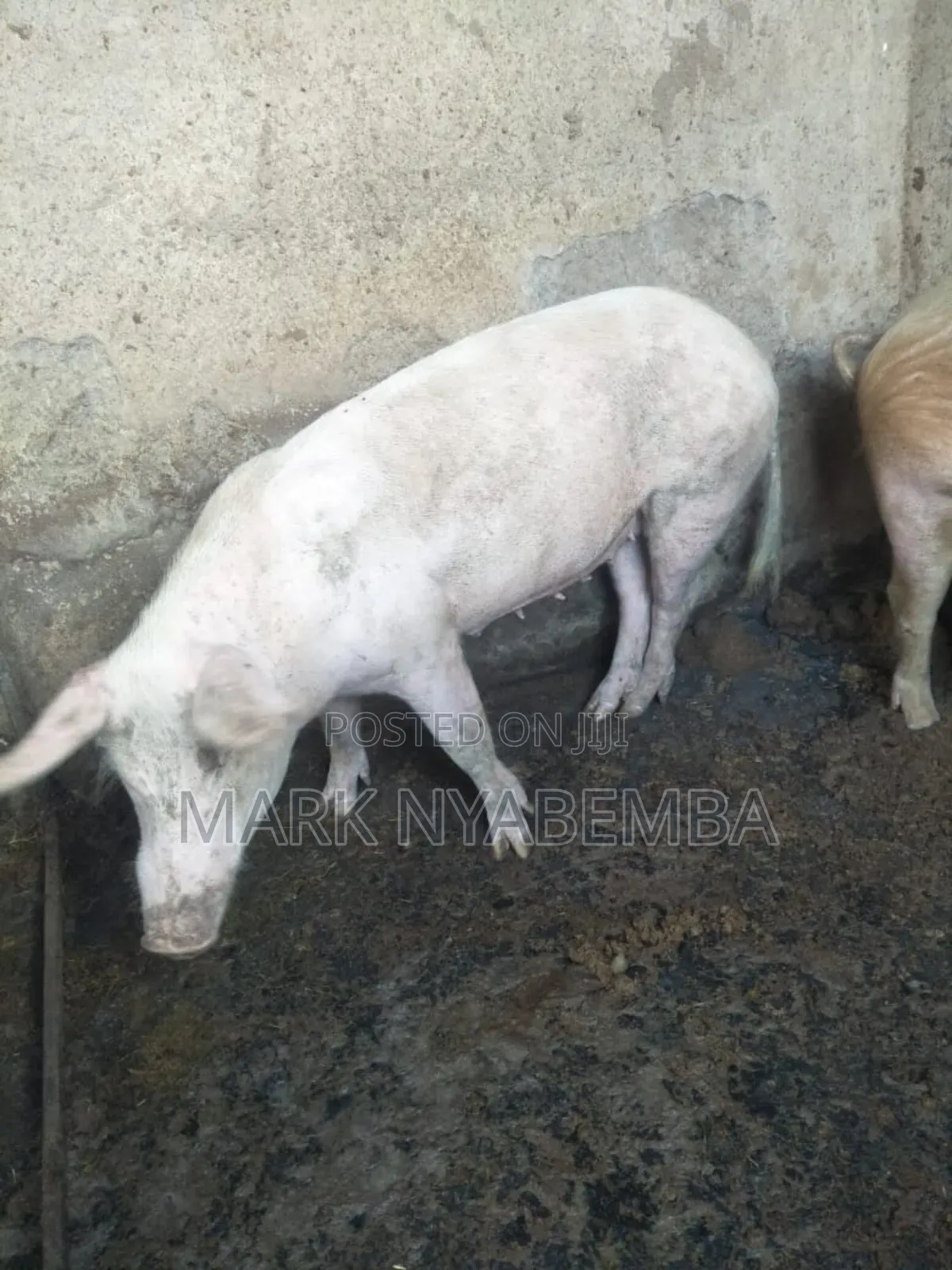 Pigs for Sale