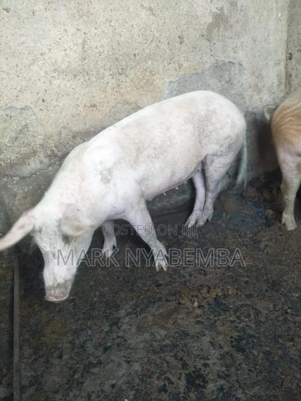 Pigs for Sale - thumbnail 2