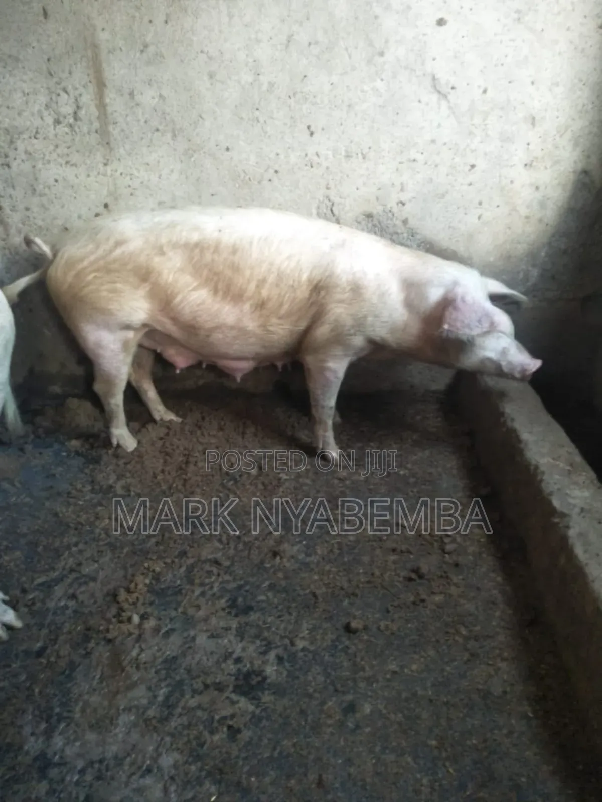 Pigs for Sale