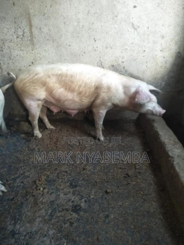 Pigs for Sale - thumbnail 3