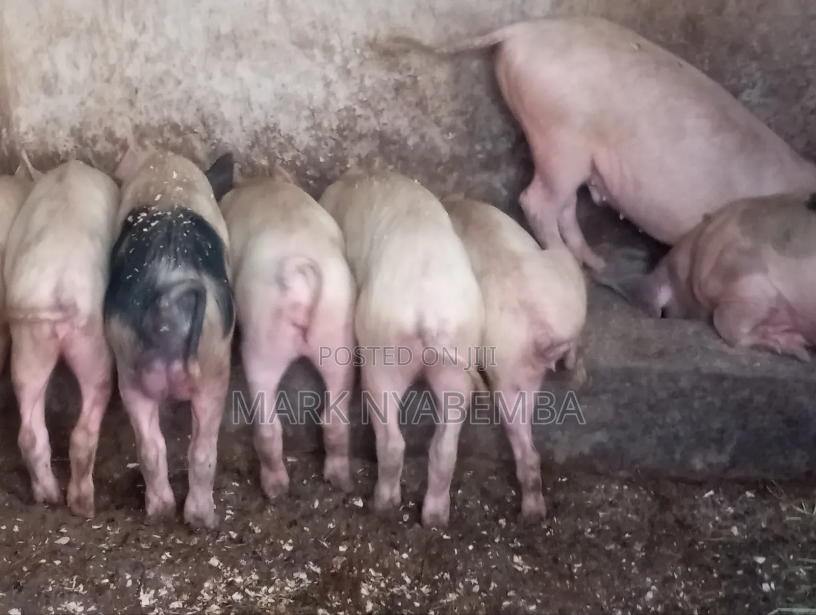 Pigs for Sale