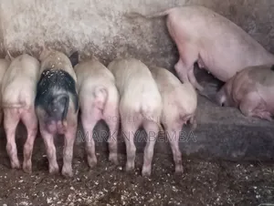Pigs for Sale