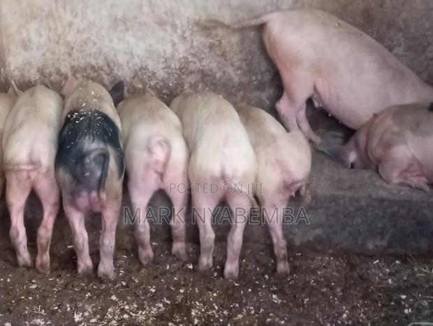 Pigs for Sale - thumbnail 4