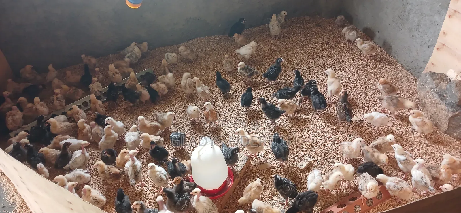 One Day Chick and One Month Old