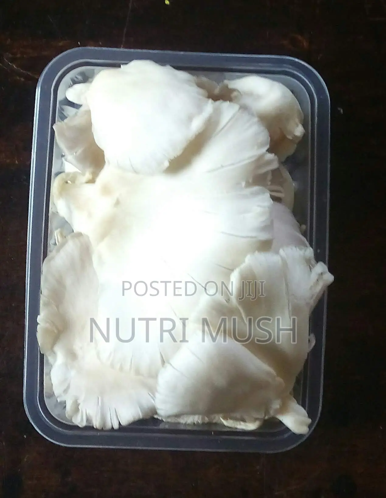 Fresh Oyster Mushrooms in Kenya
