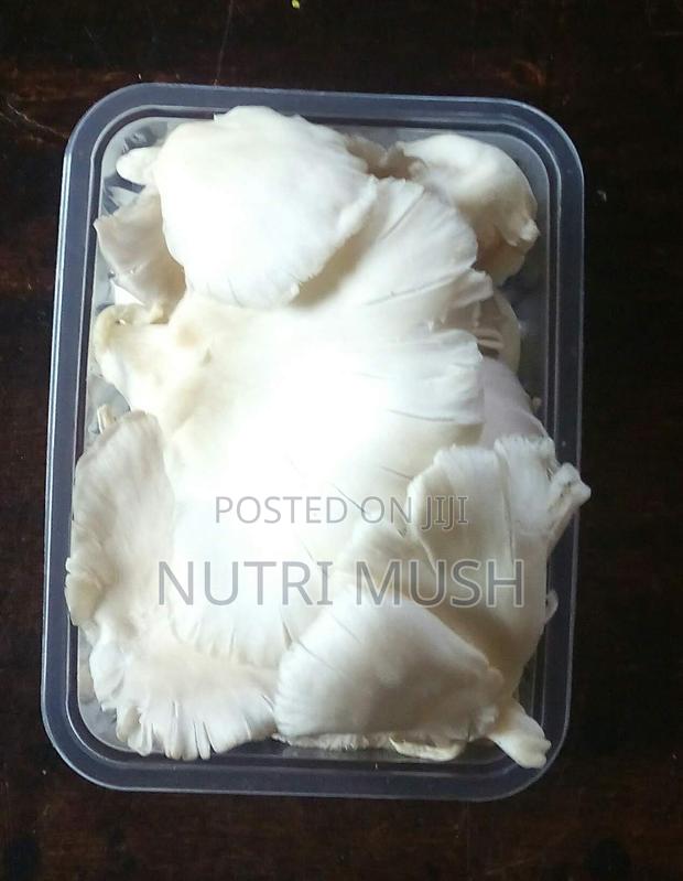 Fresh Oyster Mushrooms in Kenya - main view