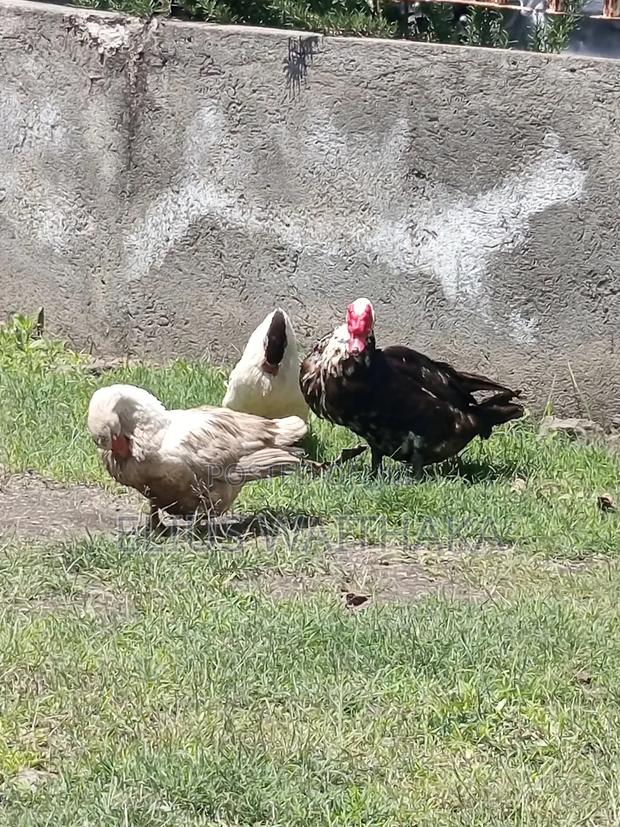 Muscovy Ducks - main view