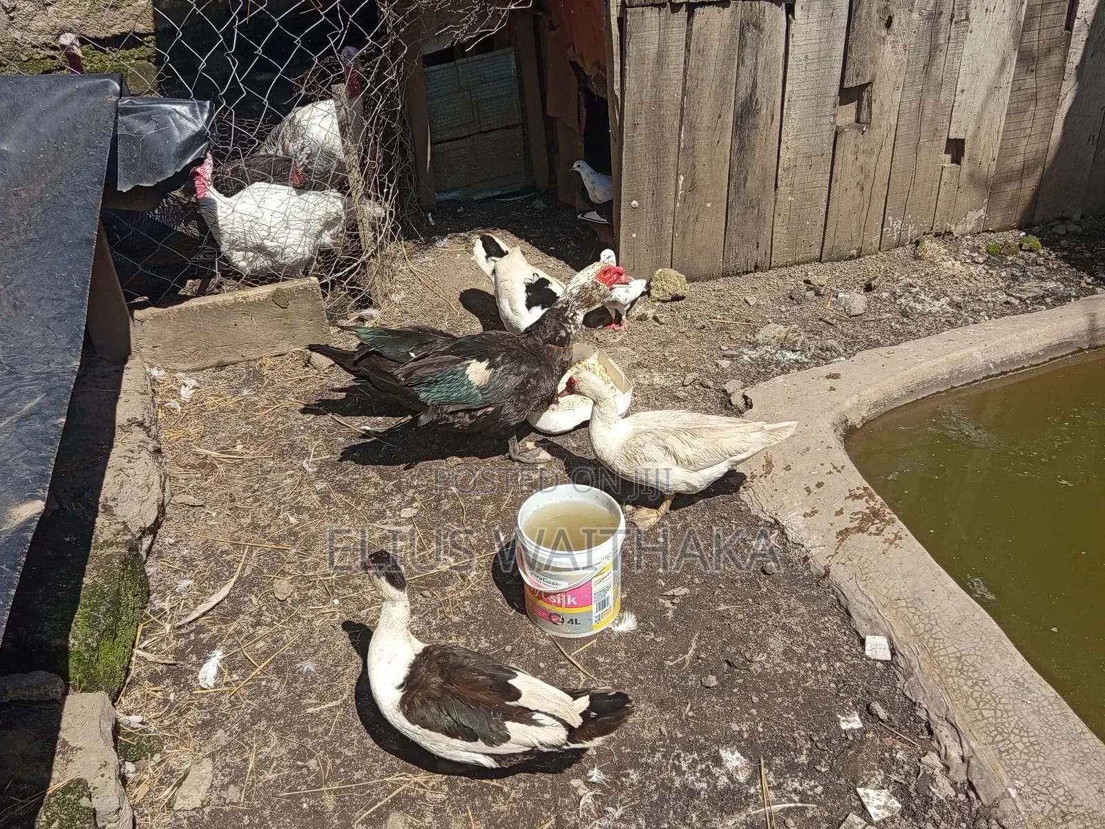 Muscovy Ducks