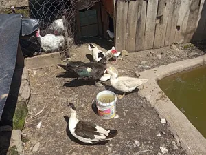 Muscovy Ducks