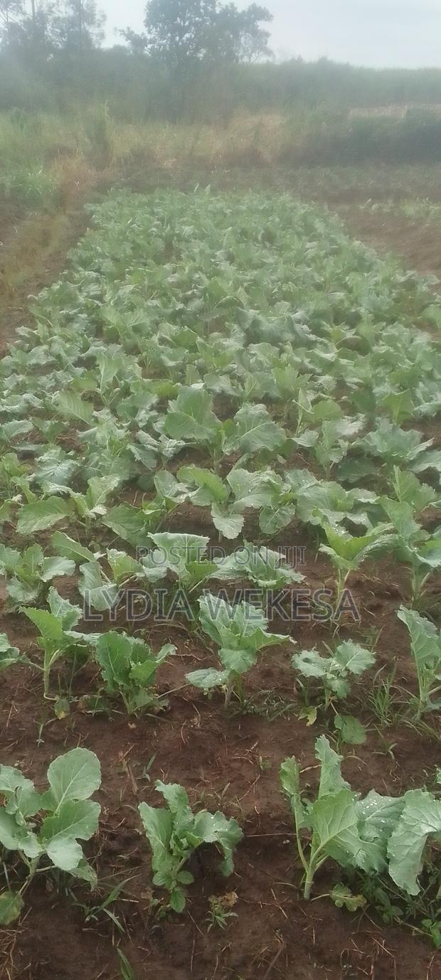 Agriculture - thumbnail 2