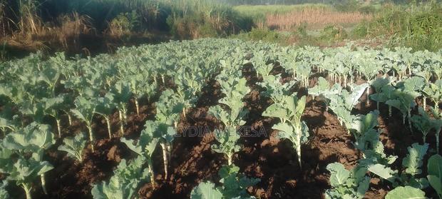 Agriculture - thumbnail 3