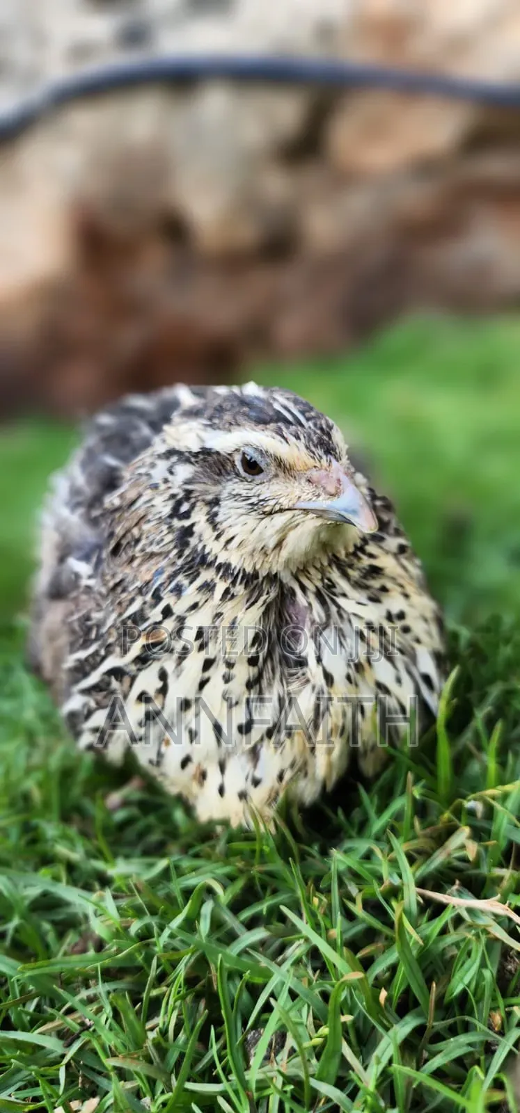 Cortunix Quails