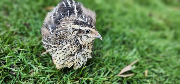 Cortunix Quails - thumbnail 2