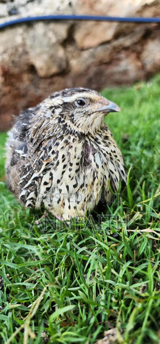 Cortunix Quails - thumbnail 3