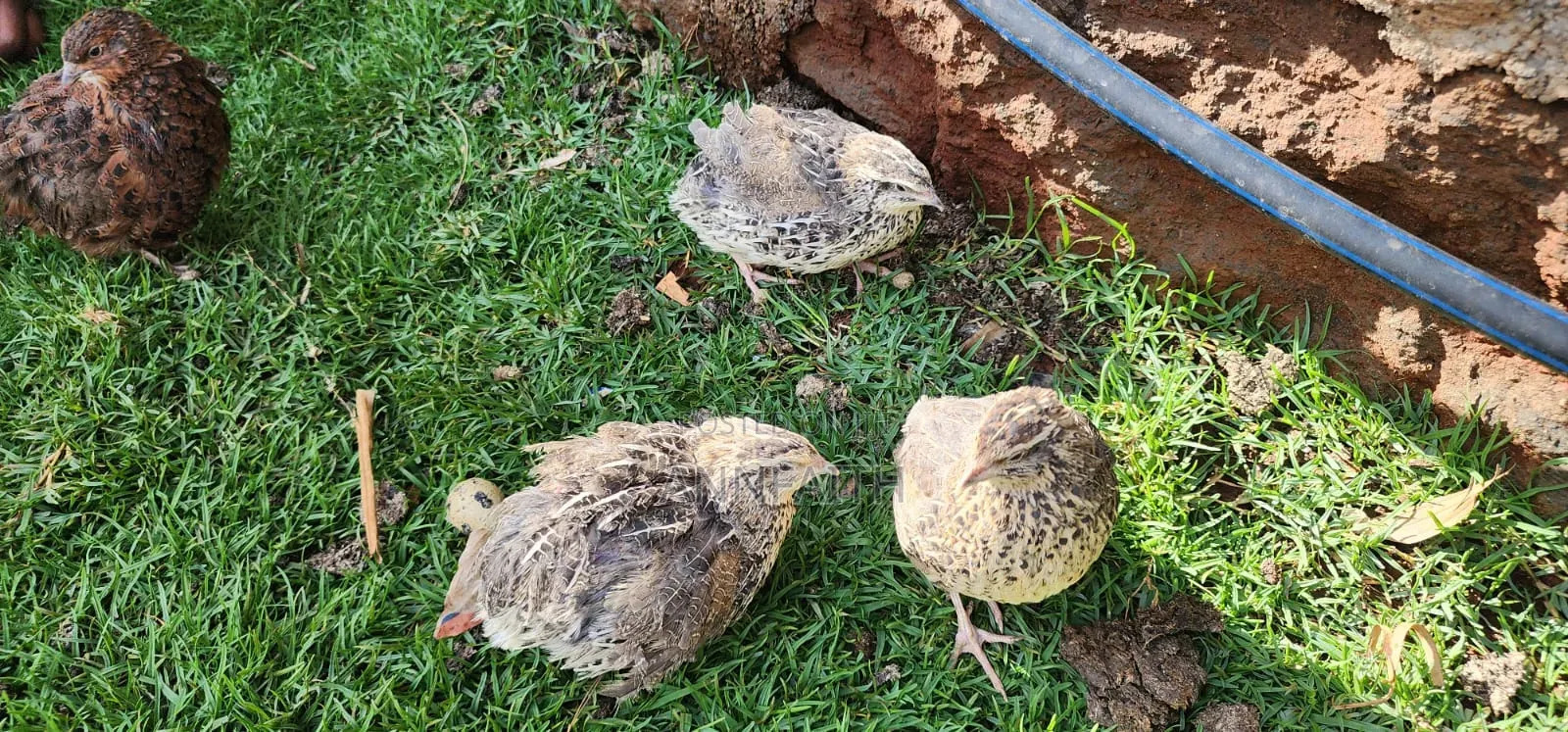 Cortunix Quails