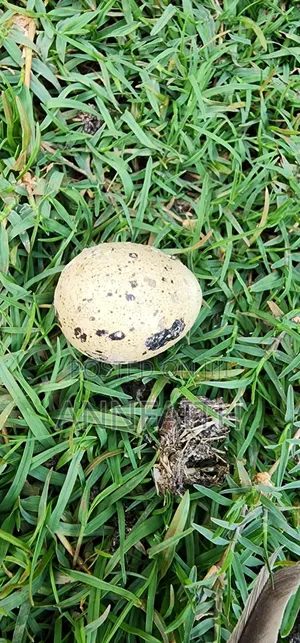 Cortunix Quails
