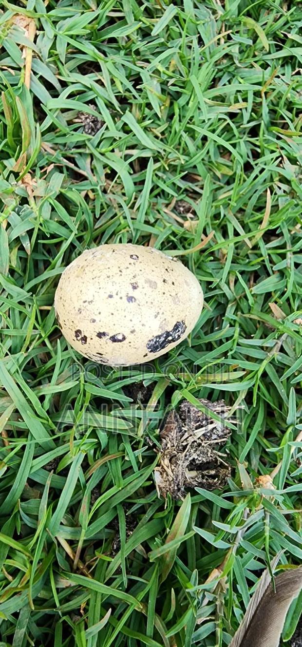 Cortunix Quails - thumbnail 5