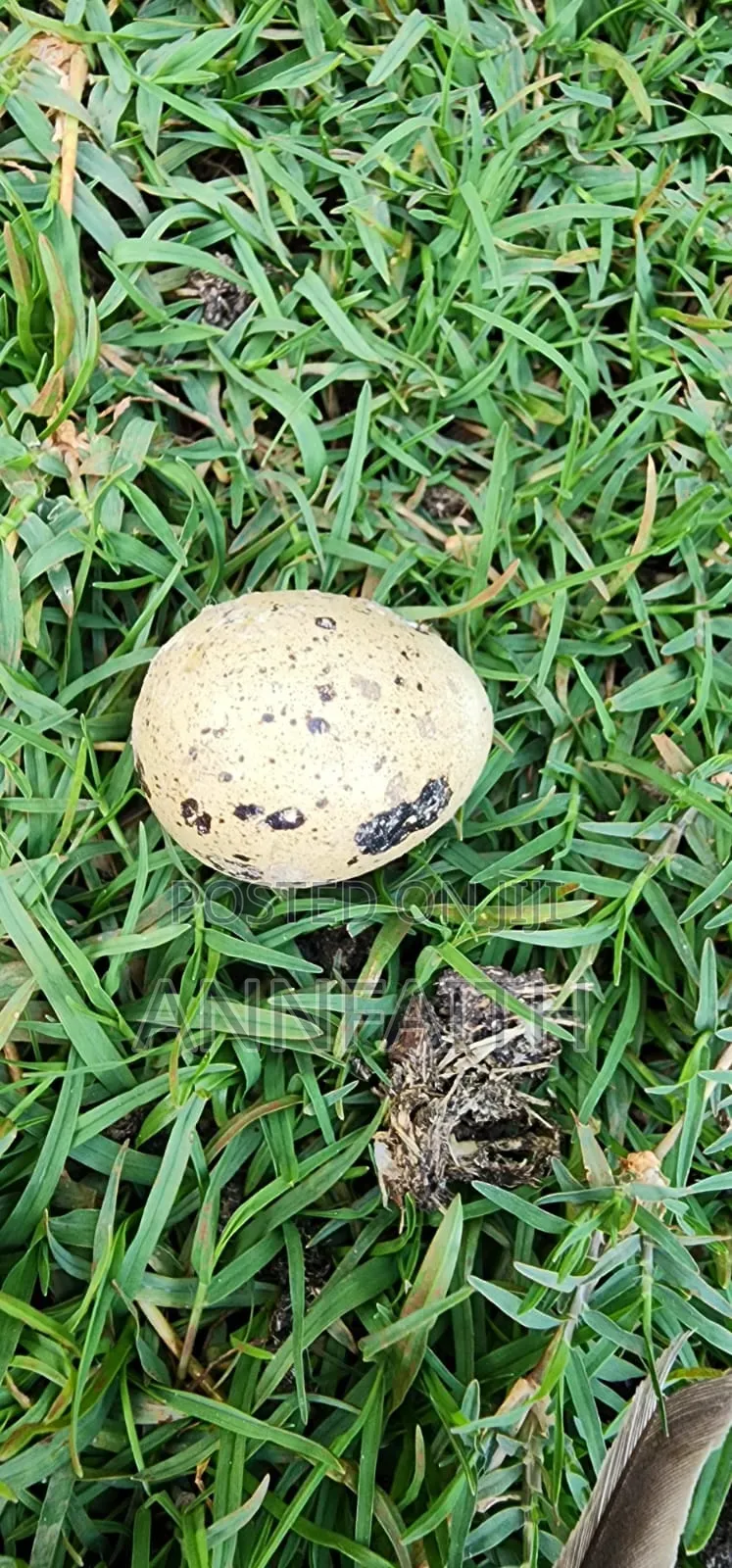 Cortunix Quails