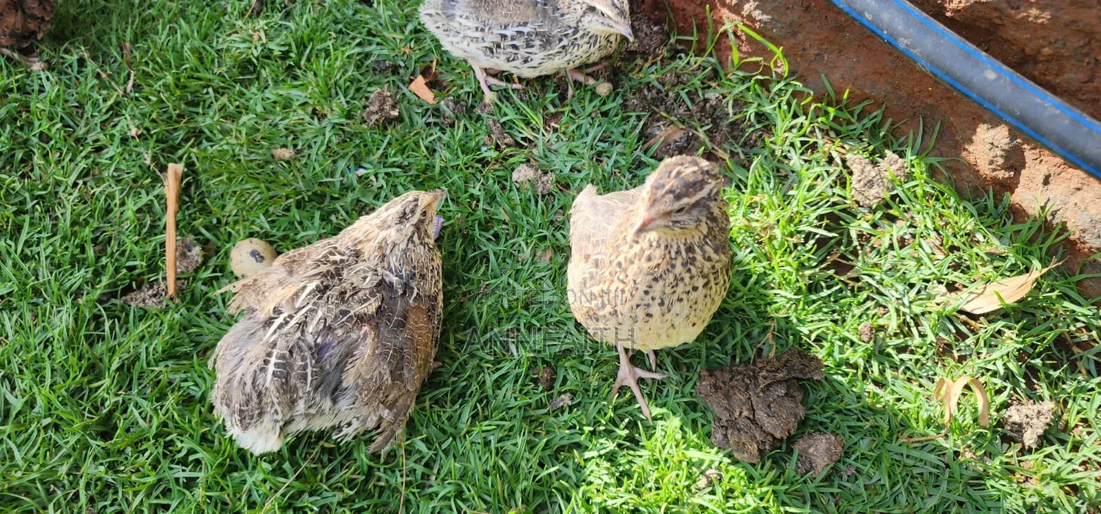 Cortunix Quails